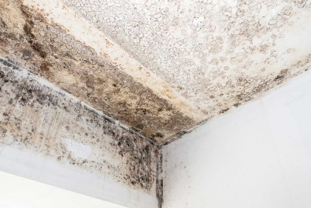 Ceiling Mold Be Gone: Orlando Mold Removal Experts