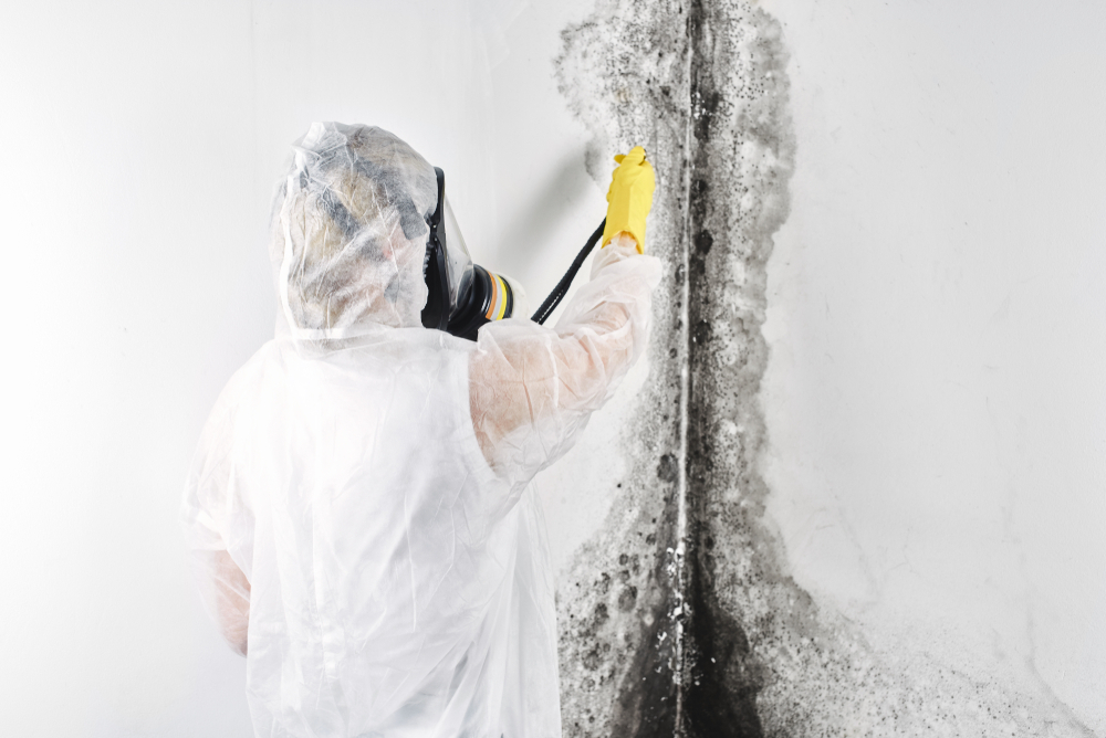 Importance of Timely Mold Removal in Orlando, FL